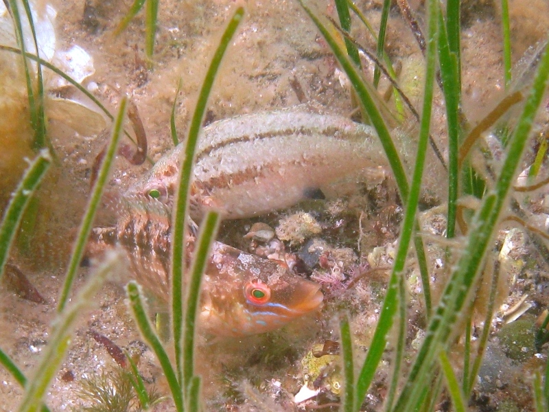 Symphodus cinereus (Bonnaterre, 1788)
